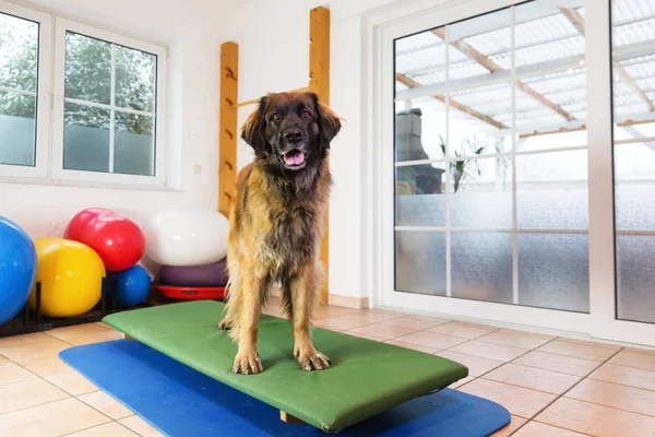 Leonberger staat op een wobble board in een dier fysiotherapie kantoor — Stockfoto