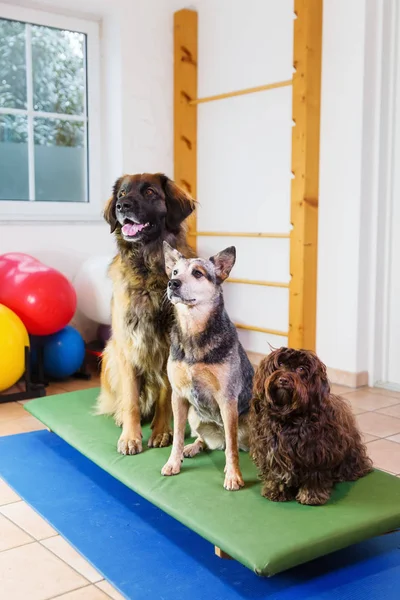 Drie honden zittend op een wobble board in een dier fysiotherapie kantoor — Stockfoto