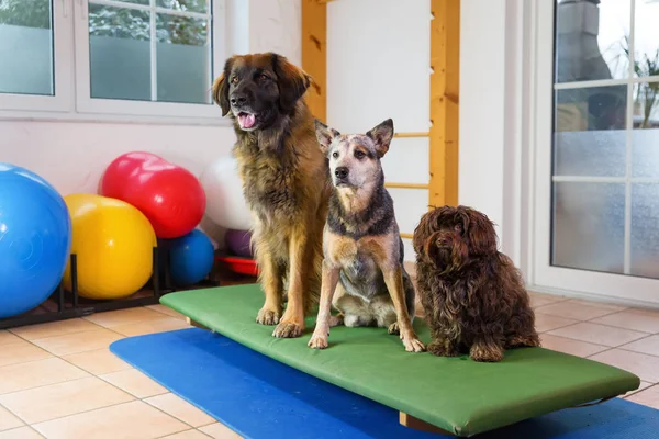 Három kutya ül a támolygó fedélzetén egy állat fizioterápiás Hivatal — Stock Fotó