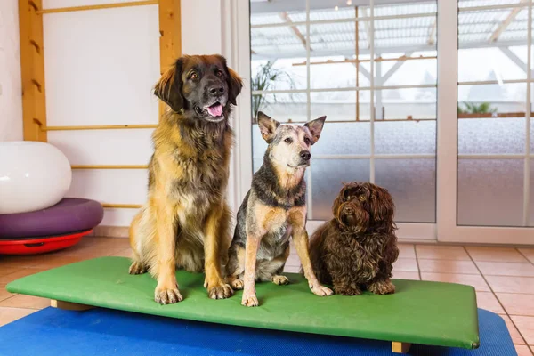 Три собаки сидять на гойдалці в кабінеті фізіотерапії тварин — стокове фото