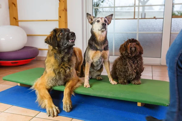 Tres perros sentados en una tabla tambaleante en una oficina de fisioterapia animal —  Fotos de Stock