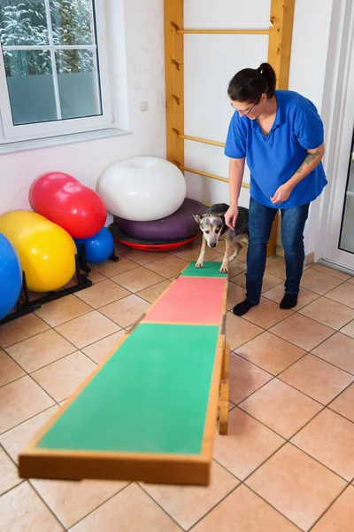 Vrouw werkt met een Australische Sennenhond op een wip — Stockfoto