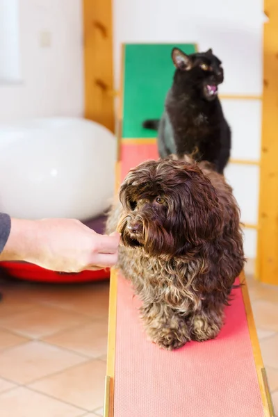 Havanese σκύλο και μια γάτα κάθεται σε μια τραμπάλα — Φωτογραφία Αρχείου