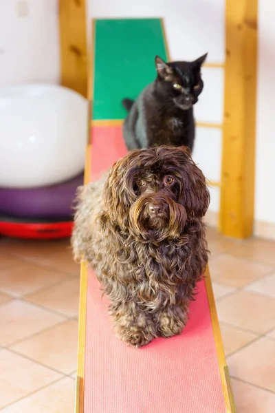 Havanezer hond en een kat, zittend op een wip — Stockfoto