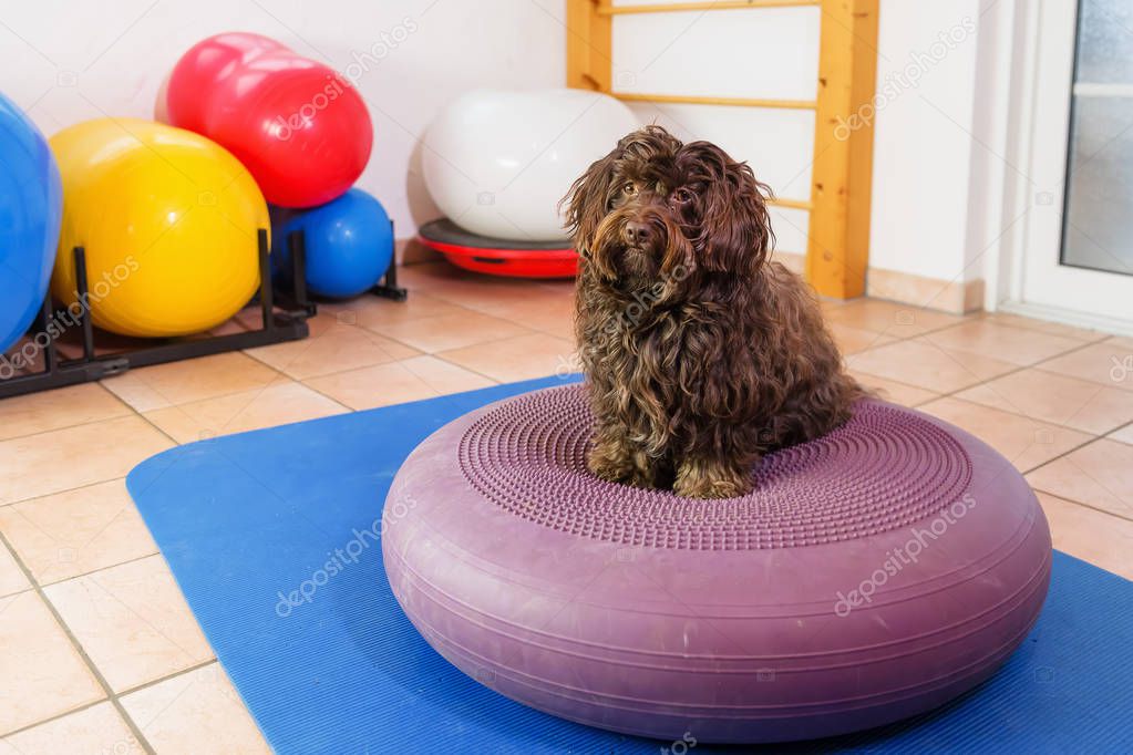 Havanese stands on a training device in an physiotherapy office