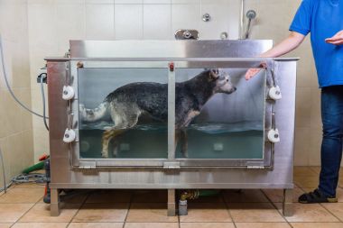 Avustralya Cattledog bir hidroterapi istasyonunda