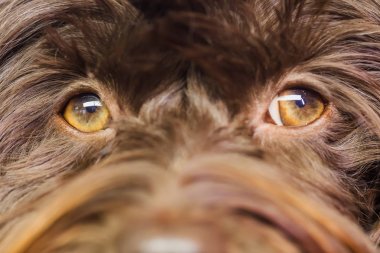 bir Havanese gözünde closeup