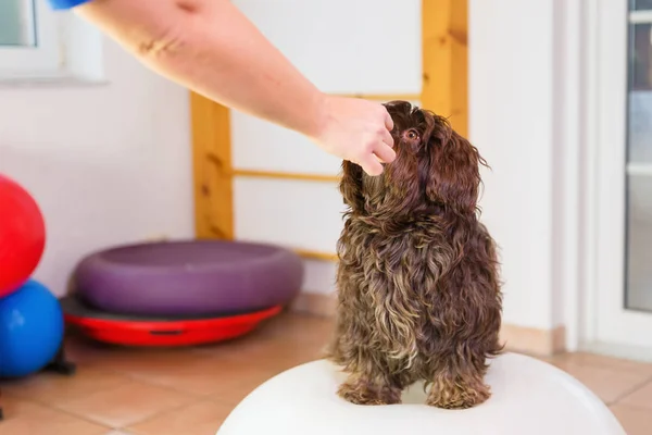 Havanese sidder på en balance bold - Stock-foto