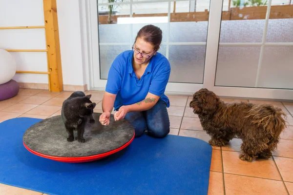 Woman works with a cat and a dog in an animal physiotherapy office — Stock Photo, Image