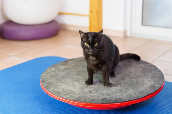 Schwarze Katze steht auf einem Wackelbrett — Stockfoto