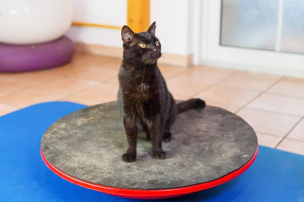 Schwarze Katze steht auf einem Wackelbrett — Stockfoto
