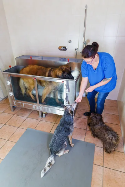 woman works with dogs at a hydrotherapy station
