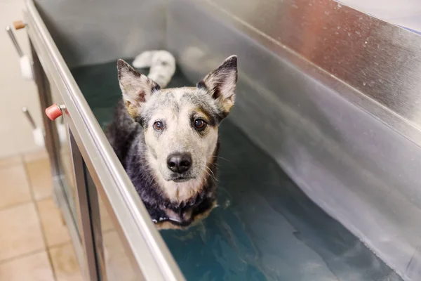 Australian Cattledog en una estación de hidroterapia —  Fotos de Stock