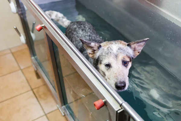 Австралийский Cattledog в гидротерапии станции — стоковое фото