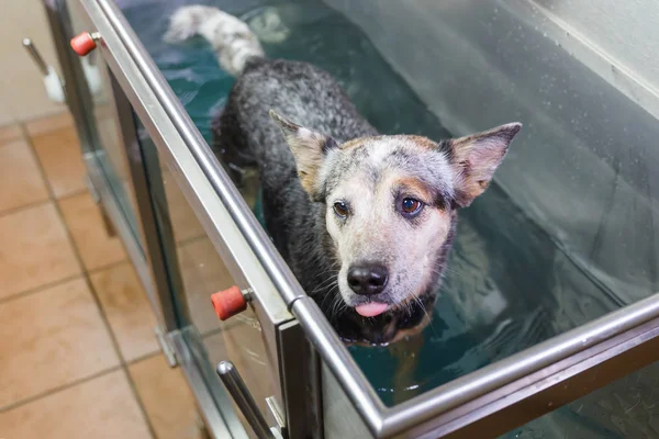 Ausztrál Cattledog egy hidroterápiás állomáson — Stock Fotó