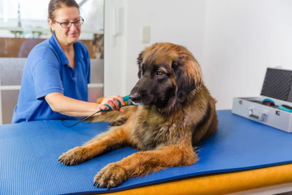 Женщина с собакой в кабинете физиотерапии животных — стоковое фото