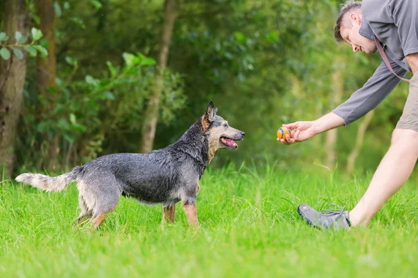 Man spelar med en australisk cattledog utomhus — Stockfoto