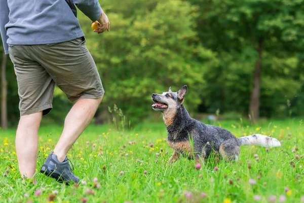 Homem joga com um cattledog australiano ao ar livre — Fotografia de Stock