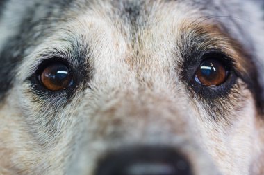 bir Avustralya Cattledog gözünde closeup