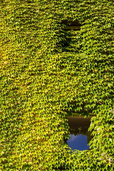 Fachada de um edifício agrícola revestido de videira — Fotografia de Stock