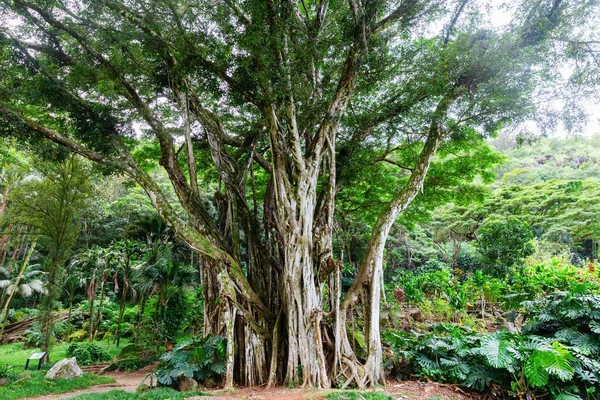 Haleiwa Oahu Hawaii November 2019 Oude Banyan Boom Botanische Tuin — Stockfoto