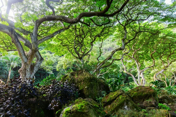Haleiwa Oahu Hawaii Listopadu 2019 Pohled Botanickou Zahradu Waimea Valley — Stock fotografie