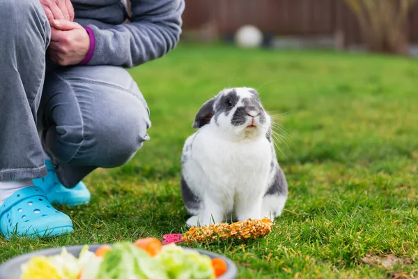 Donna Maturista Inginocchia Accanto Coniglio Domestico Fronte Piatto Alimentazione Cerca — Foto Stock