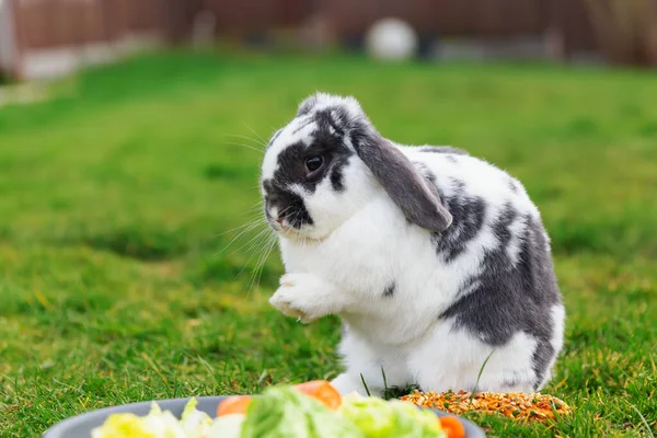 Haustier Kaninchen Sitzt Vor Einer Futterschale Und Pflegt Sich Mit — Stockfoto