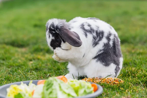 宠物兔子坐在一只喂食盘的前面 用脚塑身 — 图库照片