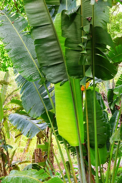 Egy Ravenala Madagascariensis Zöld Levelei — Stock Fotó