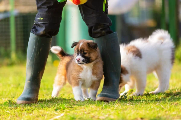 Elo Puppy Tussen Benen Van Een Persoon Met Gumboots — Stockfoto