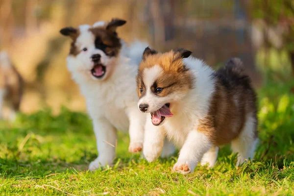 Imagen Los Cachorros Elo Jugando Jardín — Foto de Stock