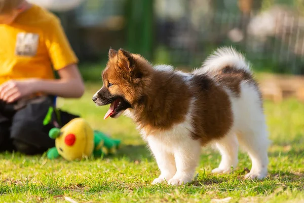 Foto Joven Con Lindo Cachorro Elo Jardín — Foto de Stock