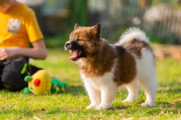 Picture Young Boy Cute Elo Puppy Garden — Stock Photo, Image