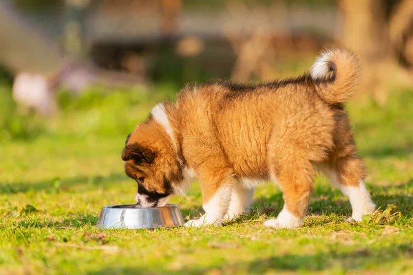 picture of elo puppy at a feeding bowl