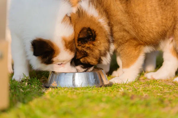 图片中的Elo小狗在一个喂食碗 — 图库照片