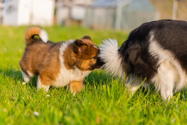 Yetişkin Bir Köpeğin Burnunu Sokan Bir Köpek Yavrusu Resmi — Stok fotoğraf