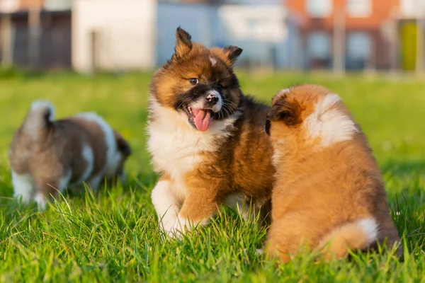 Foto Filhotes Cachorro Elo Brincando Jardim — Fotografia de Stock