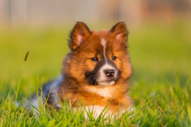 Bahçede yatan sevimli bir elo köpeğinin portresi.