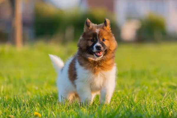 芝生の上に立つかわいいエル子犬の肖像画 — ストック写真