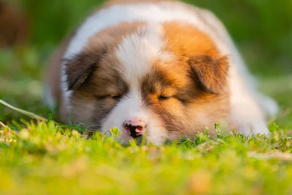 Imagen Lindo Cachorro Elo Que Duerme Césped — Foto de Stock