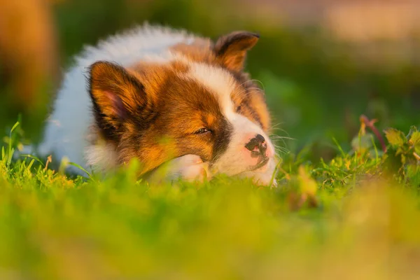 Foto Filhote Cachorro Elo Bonito Que Dorme Gramado — Fotografia de Stock