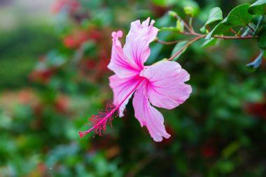Bir Hibiscus ağacının pembe bir çiçeğinin resmi