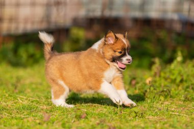 Çimenlerde koşan sevimli bir elo yavrusunun resmi.
