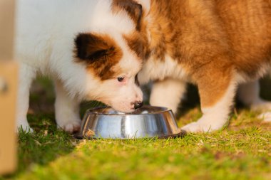 Beslenme kabındaki elo yavrularının resmi.