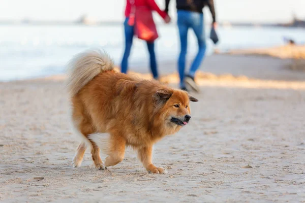 Foto Van Een Elo Hond Die Een Strand Loopt — Stockfoto