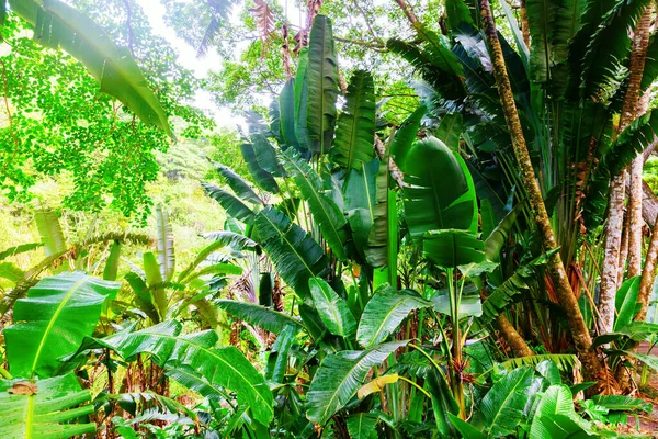 Obrázek Zelených Rostlin Stromů Džungli — Stock fotografie