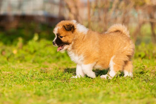 芝生の上を歩いている可愛いエル子犬の写真 — ストック写真