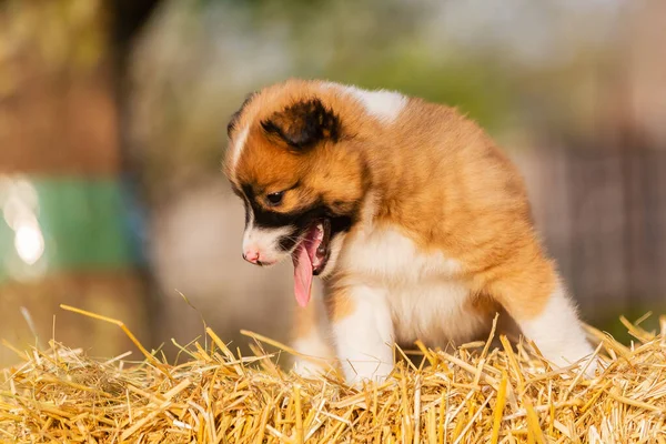 Foto Filhote Cachorro Elo Fardo Palha — Fotografia de Stock