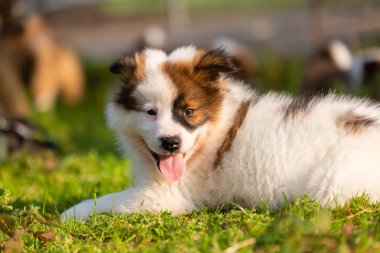 Bahçede yatan sevimli bir elo köpeğinin portresi.